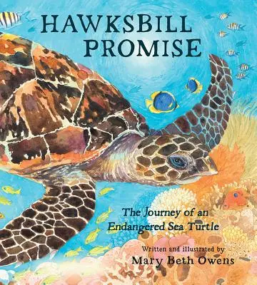 Sólyomszemű ígéret: Egy veszélyeztetett tengeri teknős utazása - Hawksbill Promise: The Journey of an Endangered Sea Turtle