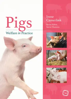 A sertések jóléte a gyakorlatban - Pigs Welfare in Practice