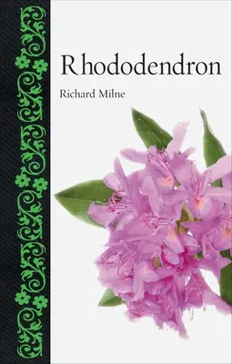 Rhododendron