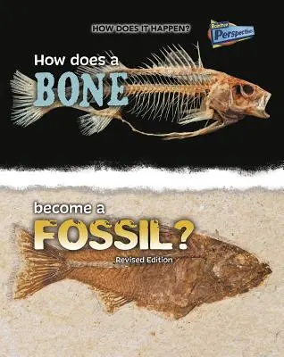 Hogyan lesz egy csontból fosszília? - How Does a Bone Become a Fossil?