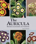 Auricula: történelem, termesztés és fajták - Auricula: History, Cultivation and Varieties