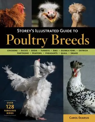 Storey's Illustrated Guide to Poultry Breeds (A Storey's illusztrált útmutató a baromfifajtákhoz): Csirkék, kacsák, libák, pulykák, emuk, gyöngytyúkok, struccok, fácánok, fácánok, fácánok, fácánok, fürjek, fácánok - Storey's Illustrated Guide to Poultry Breeds: Chickens, Ducks, Geese, Turkeys, Emus, Guinea Fowl, Ostriches, Partridges, Peafowl, Pheasants, Quails, S