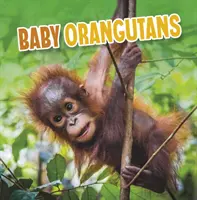 Baba orangutánok - Baby Orangutans