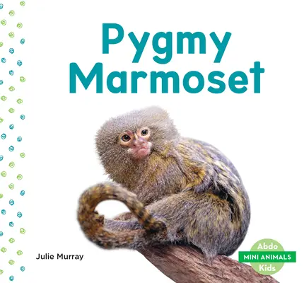 Törpe marmoset - Pygmy Marmoset