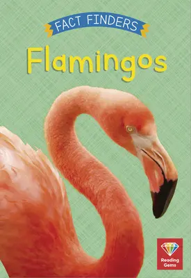 Flamingók - Flamingos