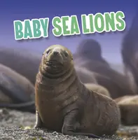 Baba tengeri oroszlánok - Baby Sea Lions