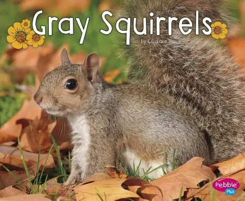 Szürke mókusok - Gray Squirrels