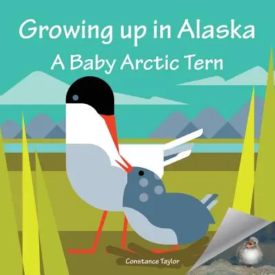 Alaszkában felnőve: A Baby Arctic Tern - Growing up in Alaska: A Baby Arctic Tern