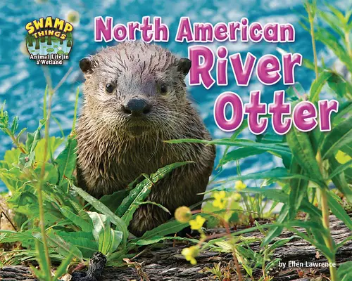 Észak-amerikai folyami vidra - North American River Otter