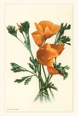 A Vintage Journal California Poppies - The Vintage Journal California Poppies