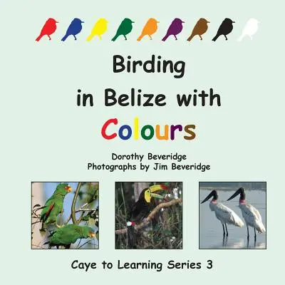 Madarászat Belize-ben színekkel - Birding in Belize with Colours