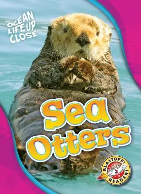 Tengeri vidrák - Sea Otters