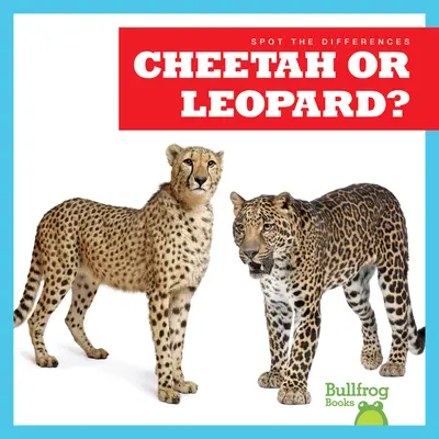 Gepárd vagy leopárd? - Cheetah or Leopard?