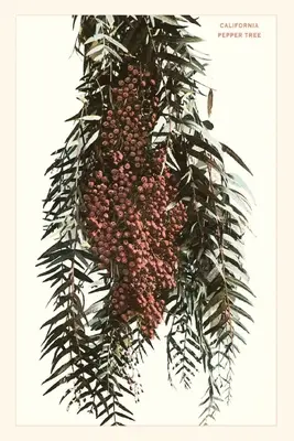A Vintage Journal California Pepper Berries - The Vintage Journal California Pepper Berries