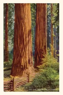 A Vintage Journal Giant Redwoods - The Vintage Journal Giant Redwoods