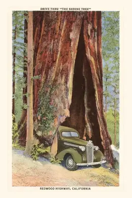 A Vintage Journal Autó vezetés Redwood, Kalifornia - The Vintage Journal Car Driving through Redwood, California