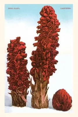 A Vintage Journal Snow Plant, Lake Tahoe, Kalifornia - The Vintage Journal Snow Plant, Lake Tahoe, California