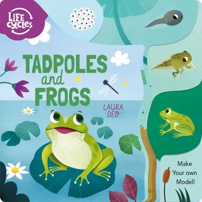 Ebihalak és békák: Készíts saját modellt! - Tadpoles and Frogs: Make Your Own Model!