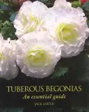 Gumós begóniák - Egy alapvető útmutató - Tuberous Begonias - An Essential Guide