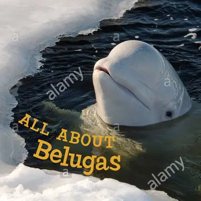 Minden a belugákról: Angol kiadás - All about Belugas: English Edition