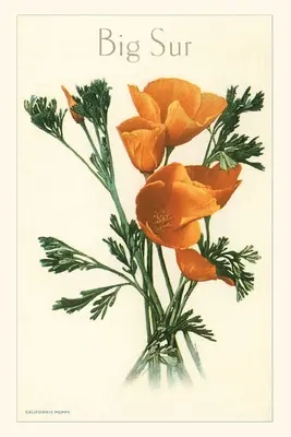 A Vintage Journal Kaliforniai pipacs, Big Sur - The Vintage Journal California Poppy, Big Sur