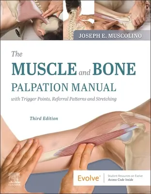 Az izom- és csonttapintási kézikönyv Triggerpontokkal, utalási mintákkal és nyújtásokkal - The Muscle and Bone Palpation Manual with Trigger Points, Referral Patterns and Stretching