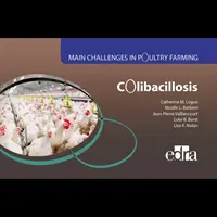 Kolibacillózis - A baromfitenyésztés fő kihívásai - Colibacillosis - Main Challenges in Poultry Farming