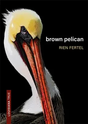 Hnědý pelikán - Brown Pelican