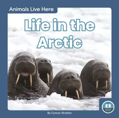 Élet a sarkvidéken - Life in the Arctic