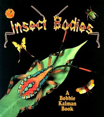 Rovarok teste - Insect Bodies