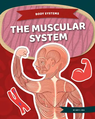 Az izomrendszer - The Muscular System