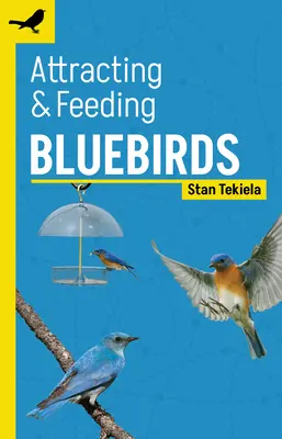 Kékmadarak vonzása és etetése - Attracting & Feeding Bluebirds