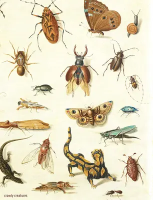 Crawly Creatures: A rovarok és más élőlények ábrázolása és megbecsülése a művészetben és a tudományban - Crawly Creatures: Depiction and Appreciation of Insects and Other Critters in Art and Science