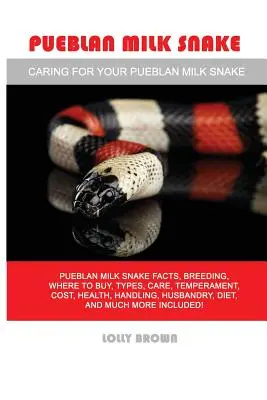 Pueblani tejes kígyó: Pueblan Milk Snake tények, tenyésztés, hol lehet megvásárolni, típusok, gondozás, temperamentum, költség, egészség, kezelés, tartás, étrend, a - Pueblan Milk Snake: Pueblan Milk Snake facts, breeding, where to buy, types, care, temperament, cost, health, handling, husbandry, diet, a