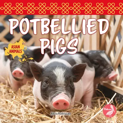 Disznók - Potbellied Pigs