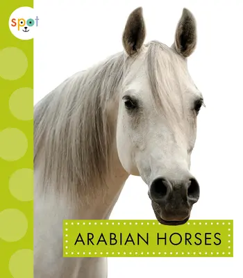 Arab lovak - Arabian Horses