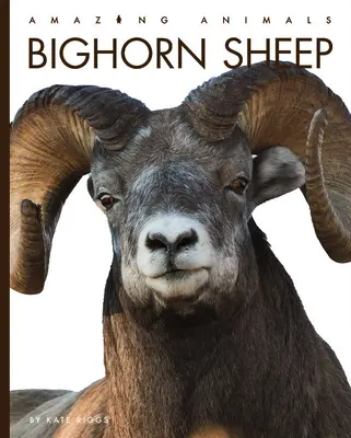 Bighorn juhok - Bighorn Sheep