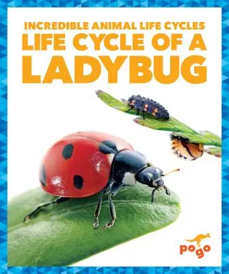 A katicabogár életciklusa - Life Cycle of a Ladybug