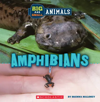 Kétéltűek (Vadvilág: Nagy és kis állatok) - Amphibians (Wild World: Big and Small Animals)