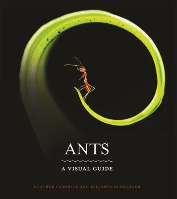 Hangyák: A Visual Guide - Ants: A Visual Guide