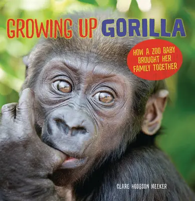 Gorillaként felnőni: Hogyan hozta össze a családját egy állatkerti csecsemő - Growing Up Gorilla: How a Zoo Baby Brought Her Family Together