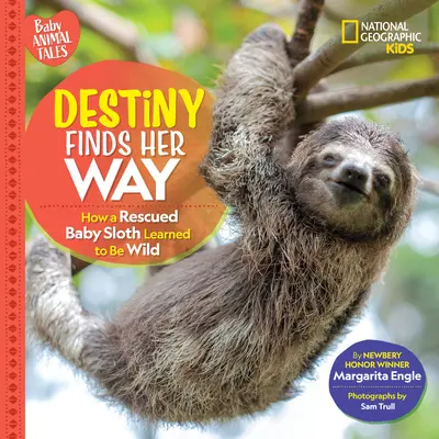 A végzet megtalálja az útját: Hogyan tanult meg egy megmentett lajhárbaba vadnak lenni? - Destiny Finds Her Way: How a Rescued Baby Sloth Learned to Be Wild