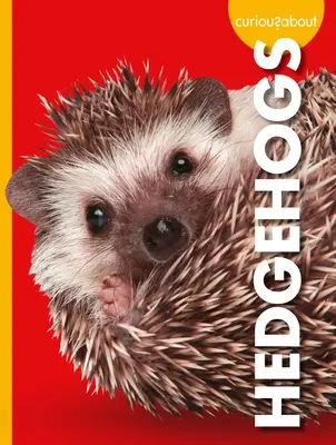 Kíváncsiak a sünökre - Curious about Hedgehogs