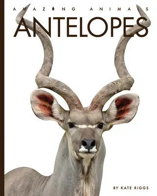 Antilopok - Antelopes