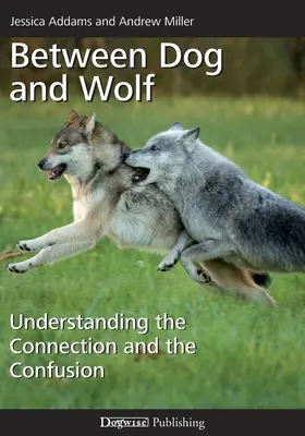 Kutya és farkas között: A kapcsolat és a zűrzavar megértése - Between Dog and Wolf: Understanding the Connection and the Confusion