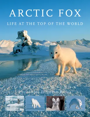 Sarki róka: Élet a világ tetején - Arctic Fox: Life at the Top of the World