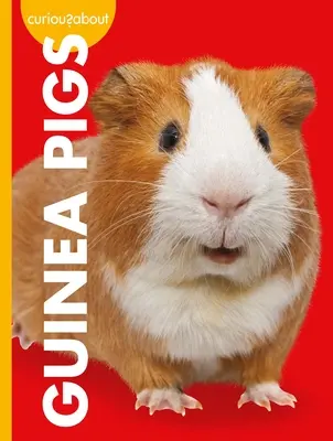 Kíváncsi a tengerimalacokra - Curious about Guinea Pigs