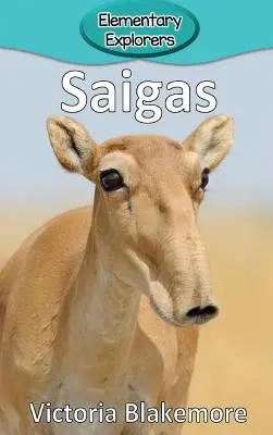 Saigák - Saigas