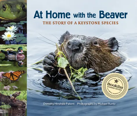 Otthon a hóddal: Egy kulcsfontosságú faj története - At Home with the Beaver: A Story of a Keystone Species