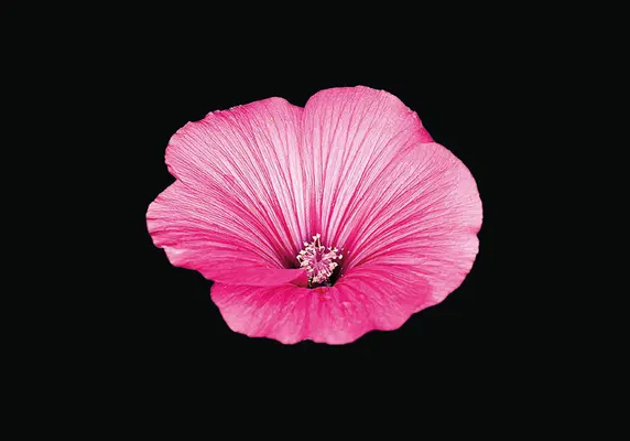 Virágzó könyv - Flamboyant virágok - Blooming Book - Flamboyant Flowers